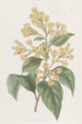Cestrum oranssi - Sydenham Edwards — näkymä teoksesta