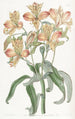 Alstroemeria oranssilla kukilla - Sydenham Edwards — näkymä teoksesta