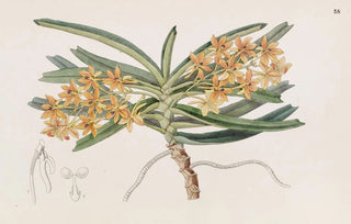 Sydenham Edwards - Orangered Saccolabe.webp