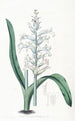 Lachenalia vaaleansininen kukka - Sydenham Edwards — näkymä teoksesta