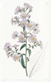Aster vaalea - Sydenham Edwards — näkymä teoksesta