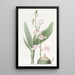Bletia vaalea - Sydenham Edwards — kehystetty taideteos seinällä