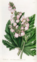 Begonia palsternakan lehdillä - Sydenham Edwards — näkymä teoksesta