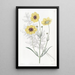 Coreopsis tinctoria (dyer's coreopsis), perenna - Sydenham Edwards — kehystetty taideteos seinällä