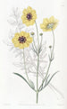 Coreopsis tinctoria (dyer's coreopsis), perenna - Sydenham Edwards — näkymä teoksesta
