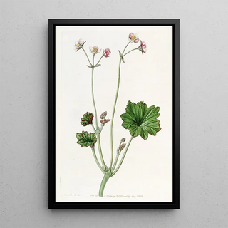 Sydenham Edwards - Petaled Begonia.webp