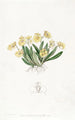 Oncidium pygmaeum - Sydenham Edwards — näkymä teoksesta