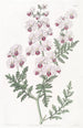 Schizanthus pinnatus - Sydenham Edwards — näkymä teoksesta
