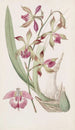 Epidendrum huulirypyisesti - Sydenham Edwards — näkymä teoksesta