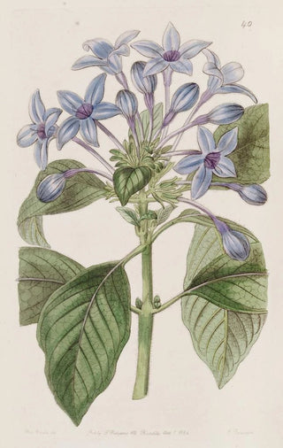 Sydenham Edwards - Porcelain blue Hindsia.webp