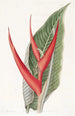 Heliconia puuterinen - Sydenham Edwards — näkymä teoksesta