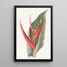 Heliconia puuterinen - Sydenham Edwards — kehystetty taideteos seinällä