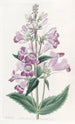 Penstemon kaunis - Sydenham Edwards — näkymä teoksesta