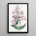 Penstemon kaunis - Sydenham Edwards — kehystetty taideteos seinällä