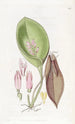 Pleurothallis runsaasti - Sydenham Edwards — näkymä teoksesta