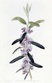 Hovea purppura - Sydenham Edwards — näkymä teoksesta