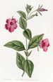 Pétunia purppura - Sydenham Edwards — näkymä teoksesta
