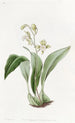 Maxillaria kukkiva kimppu - Sydenham Edwards — näkymä teoksesta