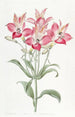 Alstroemeria punakirjapilkulliset kukat - Sydenham Edwards — näkymä teoksesta