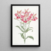 Alstroemeria punakirjapilkulliset kukat - Sydenham Edwards — kehystetty taideteos seinällä