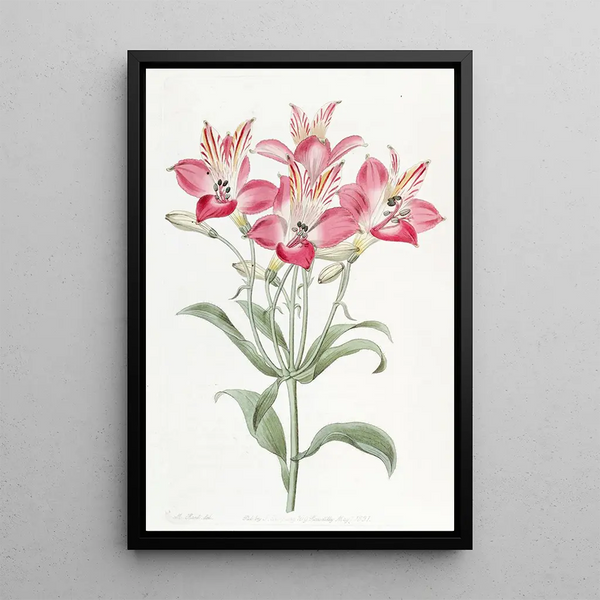 Sydenham Edwards - Red Speckledflowered Alstromeria.webp