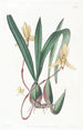 Cymbidium punainen reuna - Sydenham Edwards — näkymä teoksesta