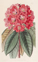 Rhododendron Rollissonii - Sydenham Edwards — näkymä teoksesta