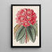 Rhododendron Rollissonii - Sydenham Edwards — kehystetty taideteos seinällä