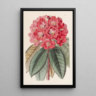 Sydenham Edwards - Rhododendron Rollissonii.webp