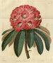 Rhododendron arboricole roosa - Sydenham Edwards — näkymä teoksesta
