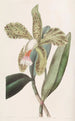 Cattleya karhea huuli - Sydenham Edwards — näkymä teoksesta