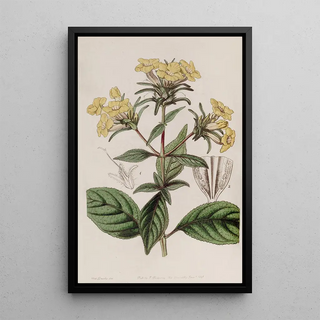 Sydenham Edwards - Roughleaved Conehead.webp