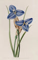 Patersonia safiiri - Sydenham Edwards — näkymä teoksesta