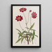 Cosmos scabiosa-kukat - Sydenham Edwards — kehystetty taideteos seinällä
