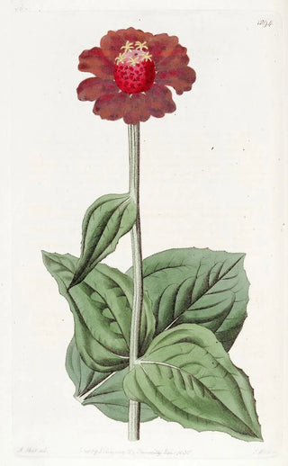 Sydenham Edwards - Scarlet Zinnia.webp