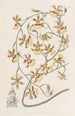 Oncidium poltettu - Sydenham Edwards — näkymä teoksesta