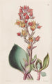 Écheveria terävälehtinen - Sydenham Edwards — näkymä teoksesta