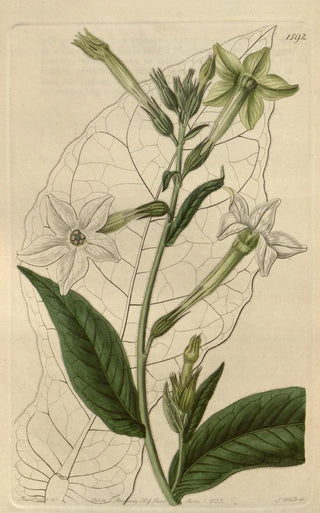 Sydenham Edwards - Shiraz Tobacco.webp