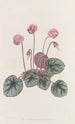 Cyclamen rannikollinen - Sydenham Edwards — näkymä teoksesta