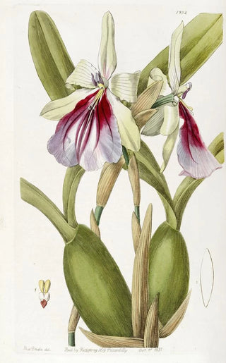 Sydenham Edwards - Showy Miltonia.webp