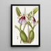 Miltonia loistava - Sydenham Edwards — kehystetty taideteos seinällä