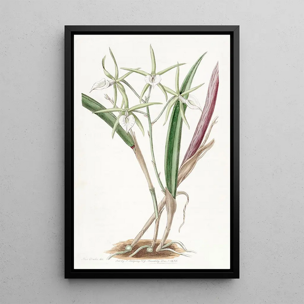 Sydenham Edwards - Sicilian Honeygarlic.webp