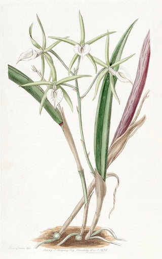 Sydenham Edwards - Sicilian Honeygarlic.webp