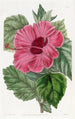 kiinalainen hibiskus yksikukkainen - Sydenham Edwards — näkymä teoksesta