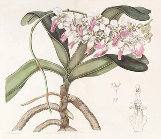 Plante aérienne de Sir Richard Brooks - Sydenham Edwards — näkymä teoksesta