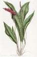 Anthurium hoikka - Sydenham Edwards — näkymä teoksesta