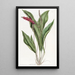 Anthurium hoikka - Sydenham Edwards — kehystetty taideteos seinällä