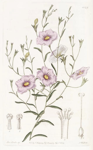 Sydenham Edwards - Slenderstemmed Nierembergia.webp