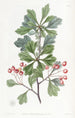 Épine pienhedelmäinen - Sydenham Edwards — näkymä teoksesta