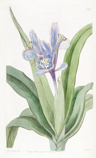 Sydenham Edwards - Smallwinged Iris.webp